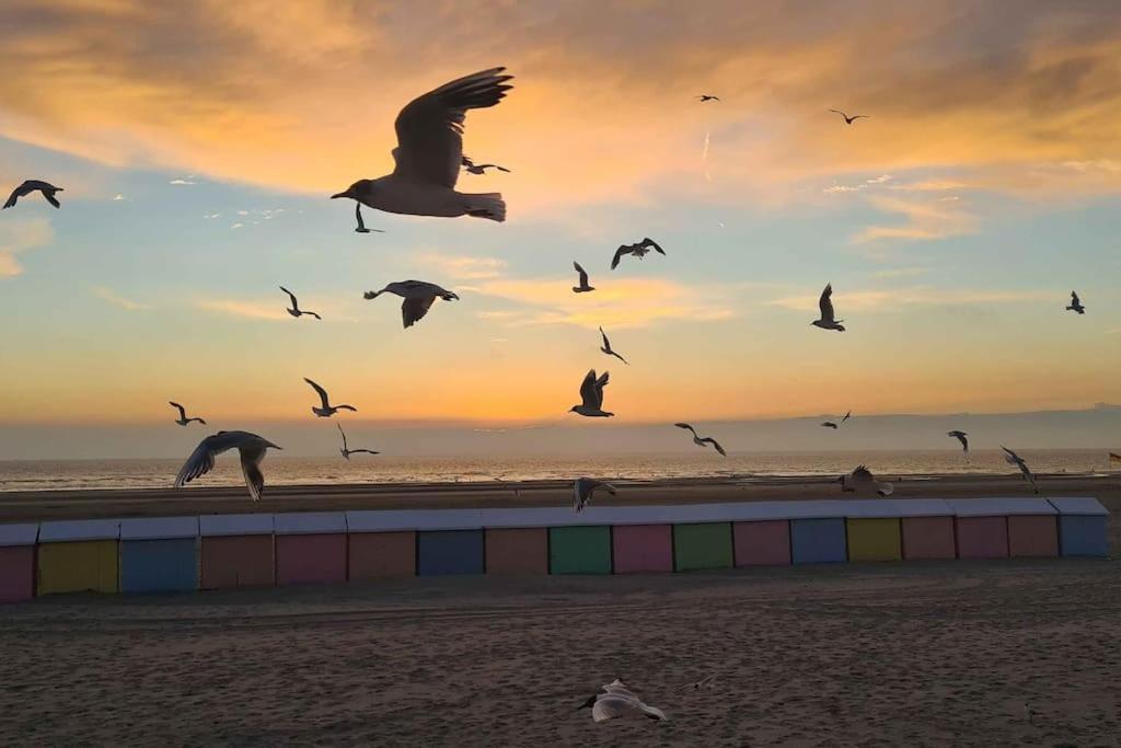 Petit Prince Berck Buitenkant foto